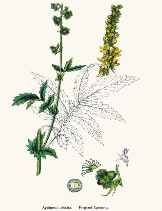 Framed Print : Fragrant agrimony plant 19th century illustration