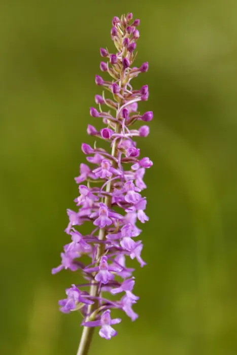 Framed Print : Fragrant Orchid -Gymnadenia conopsea-, Passo di Costalunga, South Tyrol, Italy, Europe Framed Print : Fragrant Orchid -Gymnadenia conopsea-, Passo di Costalunga, South Tyrol, Italy, Europe