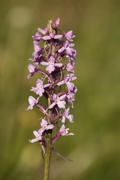 Fragrant Orchid -Gymnadenia conopsea-, Franconian Switzerland, Bavaria, Germany, Europe