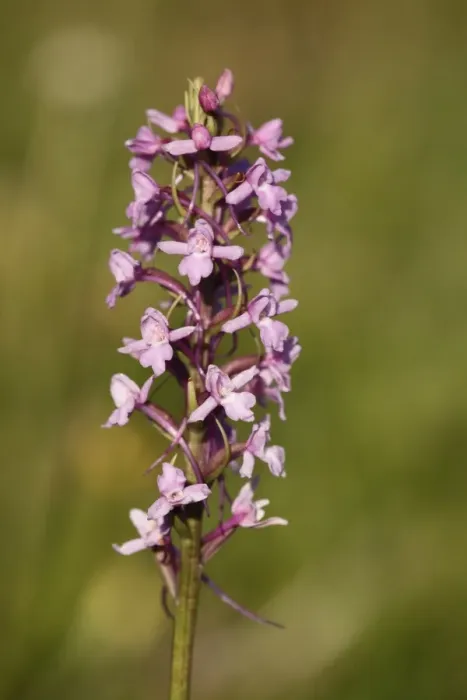 Framed Print : Fragrant Orchid -Gymnadenia conopsea-, Franconian Switzerland, Bavaria, Germany, Europe Framed Print : Fragrant Orchid -Gymnadenia conopsea-, Franconian Switzerland, Bavaria, Germany, Europe