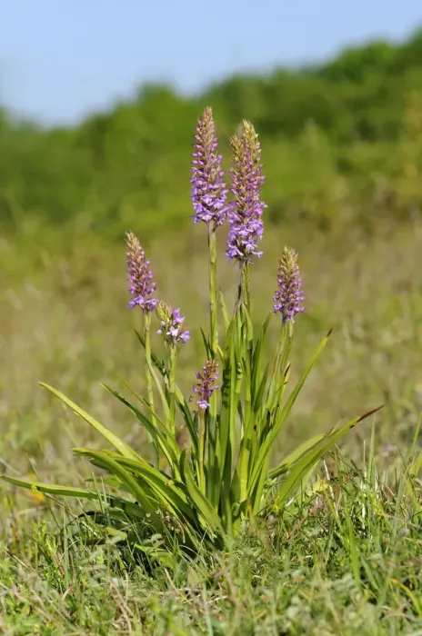 Framed Print : Fragrant orchid -Gymnadenia conopsea-, terrestrial orchid, Eifel, Germany, Europe Framed Print : Fragrant orchid -Gymnadenia conopsea-, terrestrial orchid, Eifel, Germany, Europe