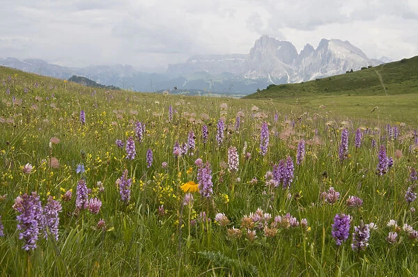 Fragrant Orchid (Gymnadenia conopsea) in front of Plattkofel and Langkofel Mountains, Seiser Alm, Dolomites, Alto Adige, Italy, Europe