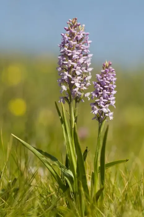 Framed Print : Fragrant orchid (Gymnadenia conopsea) Framed Print : Fragrant orchid (Gymnadenia conopsea)