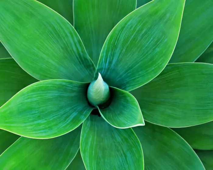 Framed Print : Agave. Full frame close up shot shot of agave plant