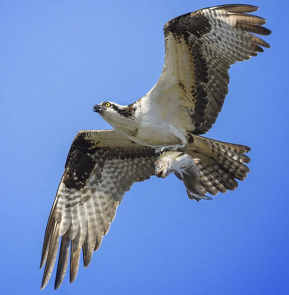Full Frame View of Osprey in Flight With Fish at Belmont Lake State Park