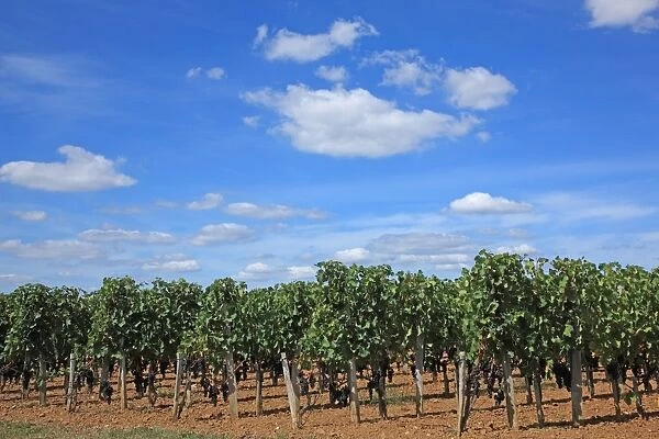 France, Bordeaux vineyard