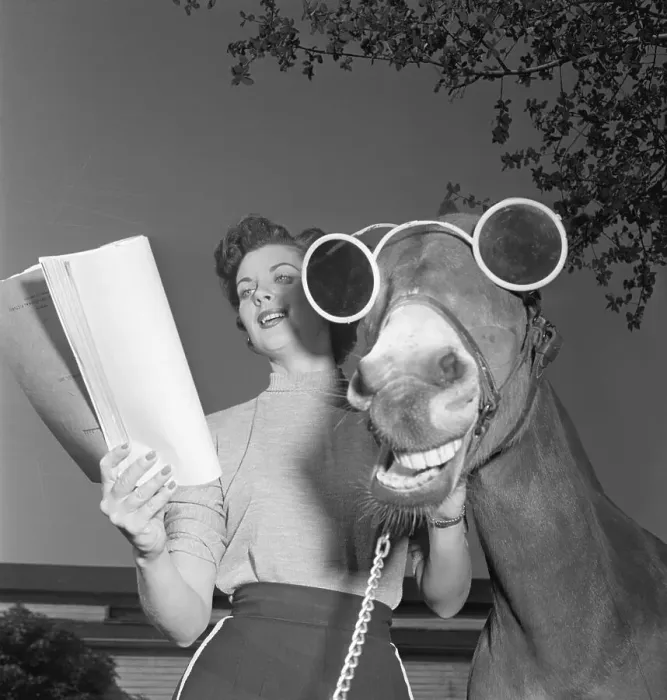 Framed Print : Francis the Talking Mule Wearing Sunglasses Framed Print : Francis the Talking Mule Wearing Sunglasses