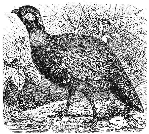 Francolin Pheasant (Pternistis vulgaris)