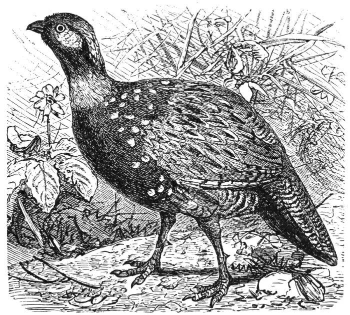 Framed Print : Francolin Pheasant (Pternistis vulgaris) Framed Print : Francolin Pheasant (Pternistis vulgaris)