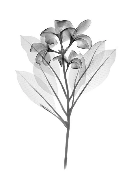 Frangipani (Plumeria sp. ), X-ray