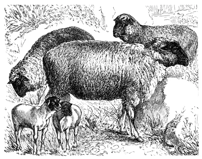 Framed Print : Franken sheep Framed Print : Franken sheep