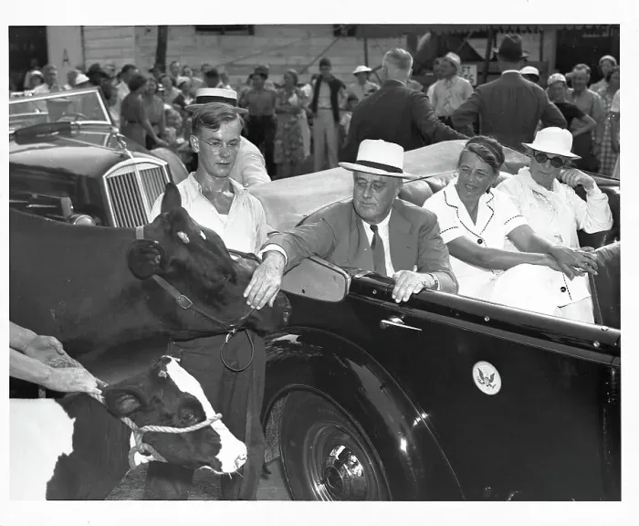 Framed Print : Franklin Delano Roosevelt Pats Cow Framed Print : Franklin Delano Roosevelt Pats Cow