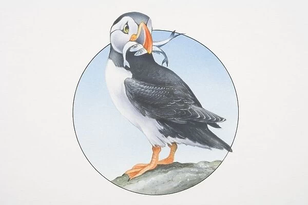 Fratercula arctica, Atlantic Puffin perched on a rock holding fish in its beak
