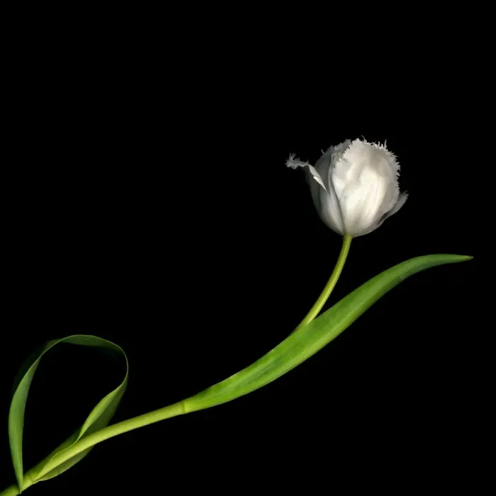 Framed Print : Frayed Tulips Framed Print : Frayed Tulips