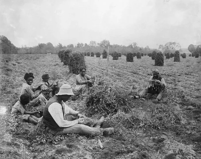 Framed Print : Freed Slaves Harvesting Peanuts Framed Print : Freed Slaves Harvesting Peanuts