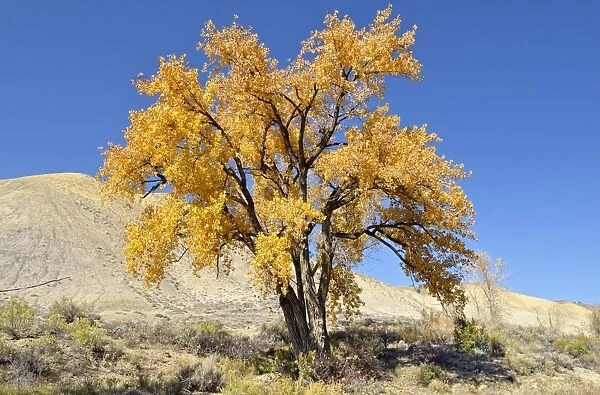 Fremont cottonwood -Populus fremontii-, autumn leaves, Adobe Buttes, Ward Creek Road, Colorado, USA