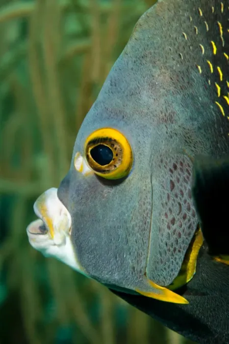 Framed Print : French Angelfish, Bonaire