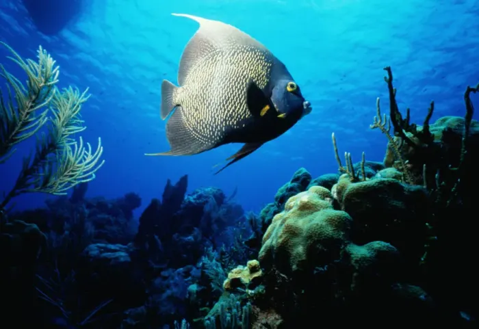 Framed Print : French Angelfish on Cayman Island Framed Print : French Angelfish on Cayman Island