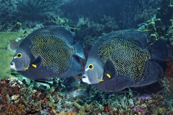 Framed Print : Two French Angelfishes -Pomacanthus paru- above coral reef, Little Tobago, Trinidad and Tobago Framed Print : Two French Angelfishes -Pomacanthus paru- above coral reef, Little Tobago, Trinidad and Tobago