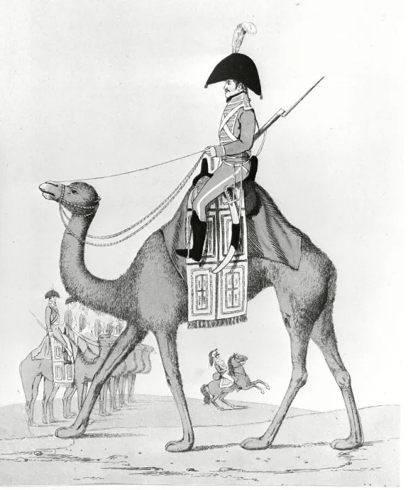 Framed Print : French Battalion Member Riding Camel Framed Print : French Battalion Member Riding Camel