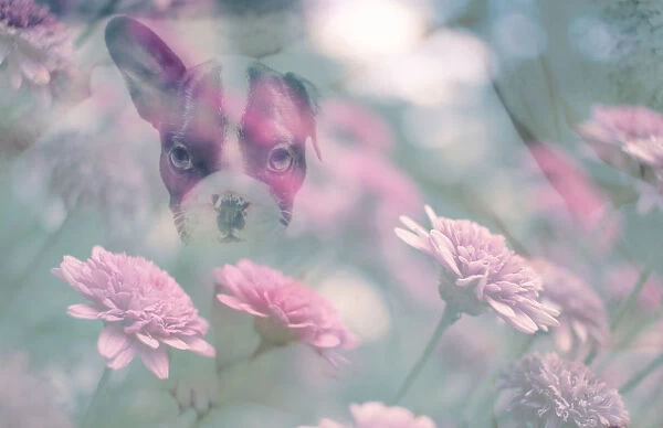 French Bull Dog Puppy and Flower Double Exposure
