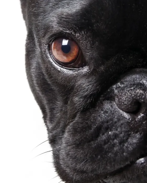Framed Print : French bulldog Framed Print : French bulldog