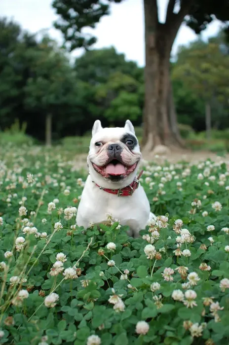 Framed Print : French bulldog Framed Print : French bulldog