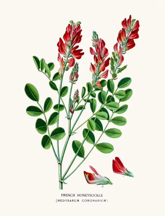 Framed Print : French honeysuckle Framed Print : French honeysuckle