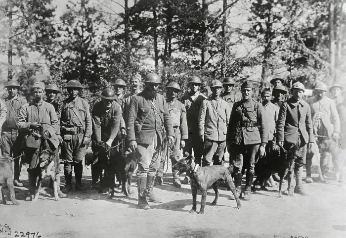 Framed Print : French Soldiers Training Messenger Dogs Framed Print : French Soldiers Training Messenger Dogs