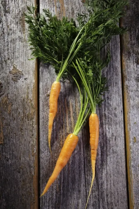 Framed Print : Fresh carrots on rustic wood