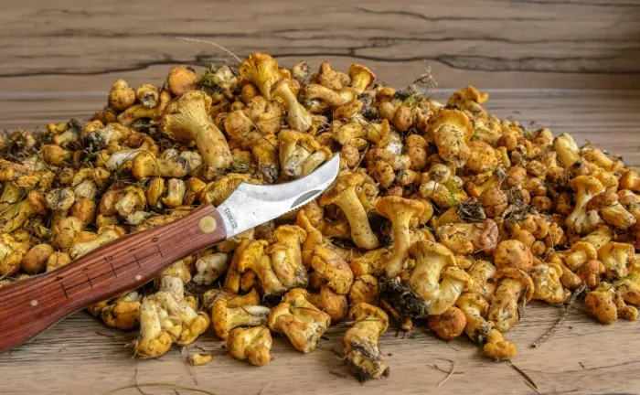 Framed Print : Fresh chanterelles or golden chanterelles -Cantharellus cibarius-, uncleaned, with mushroom knife Framed Print : Fresh chanterelles or golden chanterelles -Cantharellus cibarius-, uncleaned, with mushroom knife