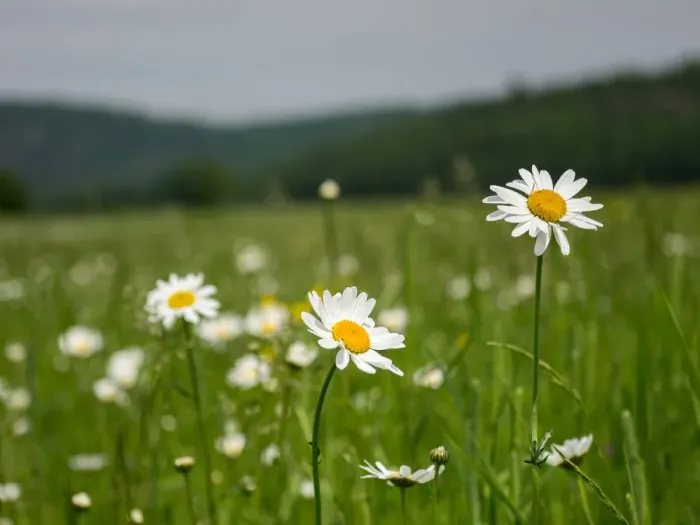 Framed Print : fresh as a daisy Framed Print : fresh as a daisy