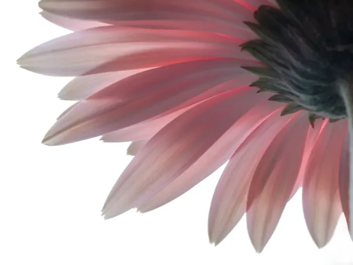 Framed Print : fresh as a daisy Framed Print : fresh as a daisy