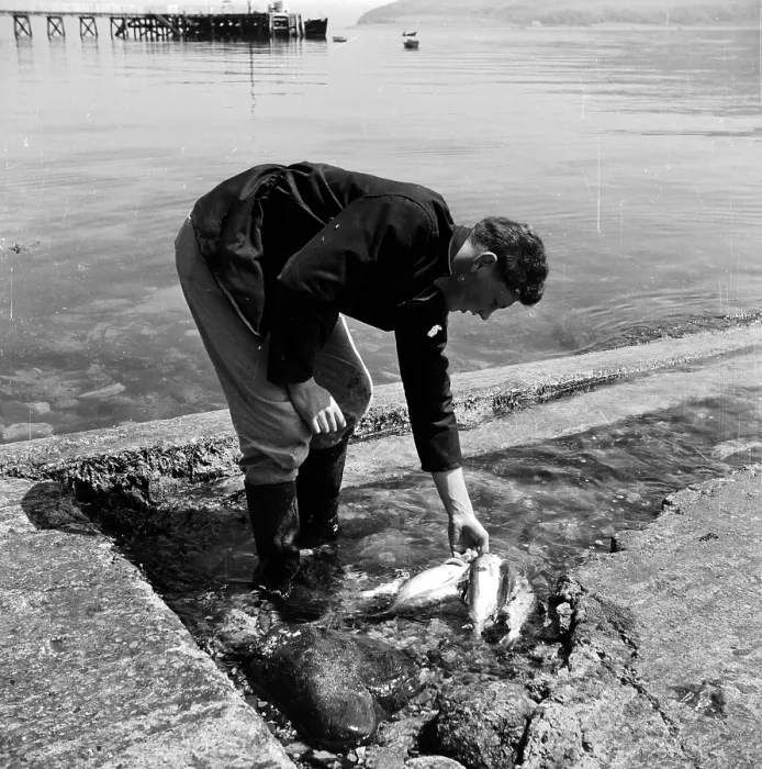 Framed Print : Fresh Fish Framed Print : Fresh Fish