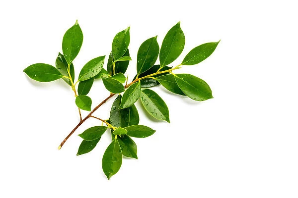 [Fresh green] Fresh green leaves branch with drops isolate on white background