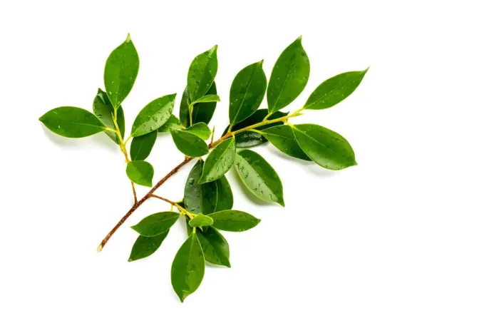 Framed Print : [Fresh green] Fresh green leaves branch with drops isolate on white background