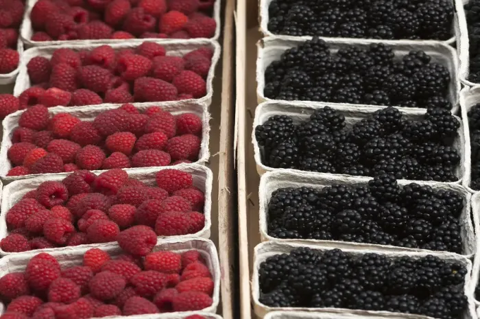Framed Print : Fresh Raspberries -Rubus idaeus- and fresh Blackberries -Rubus sectio Rubusin- in boxes on the market, Baden-Wurttemberg, Germany Framed Print : Fresh Raspberries -Rubus idaeus- and fresh Blackberries -Rubus sectio Rubusin- in boxes on the market, Baden-Wurttemberg, Germany