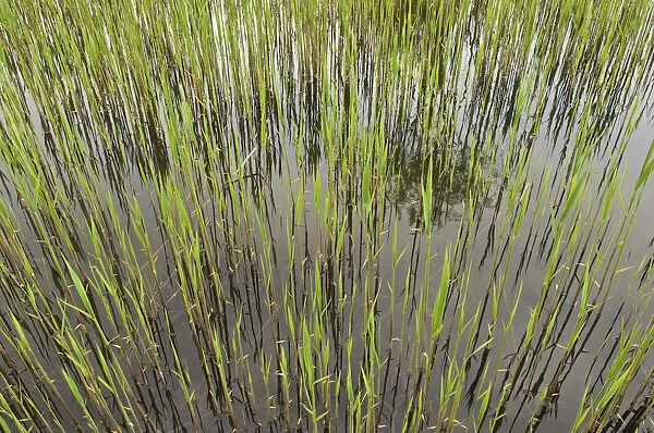 Fresh reeds at a brick pond, Austria, Europe