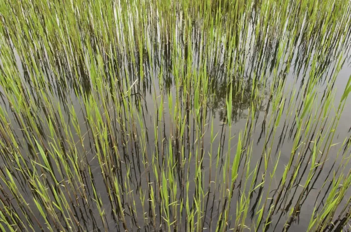 Framed Print : Fresh reeds at a brick pond, Austria, Europe Framed Print : Fresh reeds at a brick pond, Austria, Europe