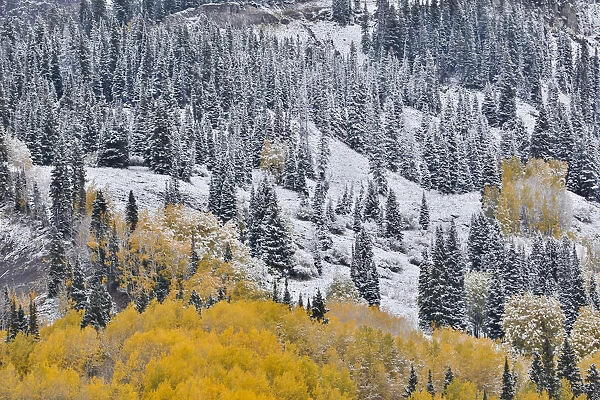 Fresh snow fall in autumn, Kebler Pass, Colorado, USA