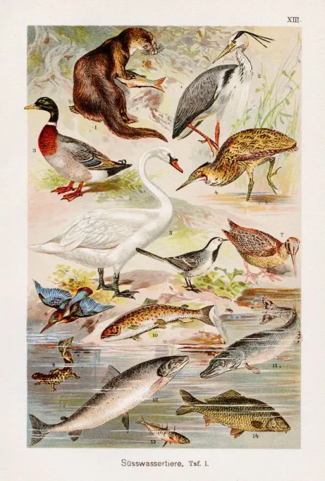 Framed Print : Fresh water animals Chromolithography 1899 Framed Print : Fresh water animals Chromolithography 1899