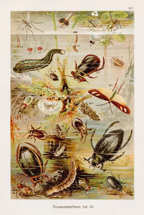 Framed Print : Fresh water insects Chromolithography 1899 Framed Print : Fresh water insects Chromolithography 1899