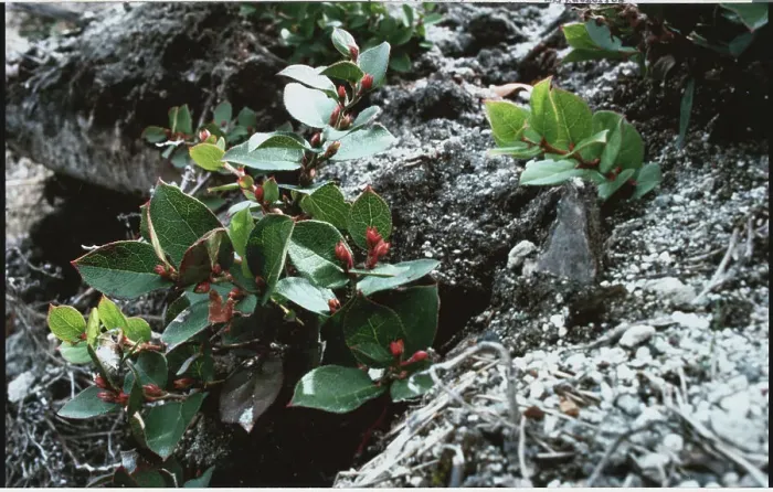 Framed Print : Freshly Bloomed Salal near Volcano Site Framed Print : Freshly Bloomed Salal near Volcano Site