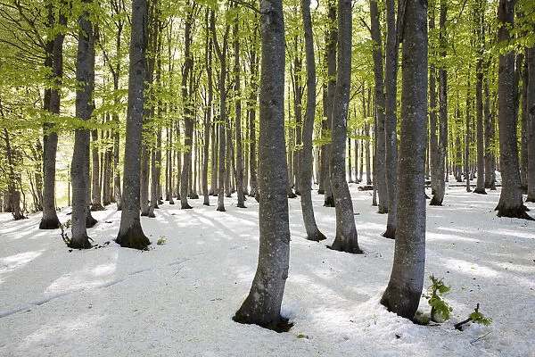 Freshly fallen snow in spring, beech trees with fresh green leaves, Mt Kandel, Black Forest, Baden-Wuerttemberg, Germany, Europe