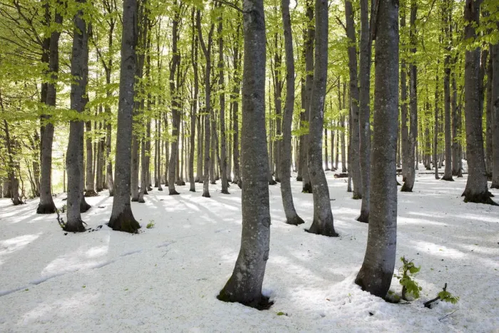 Framed Print : Freshly fallen snow in spring, beech trees with fresh green leaves, Mt Kandel, Black Forest, Baden-Wuerttemberg, Germany, Europe Framed Print : Freshly fallen snow in spring, beech trees with fresh green leaves, Mt Kandel, Black Forest, Baden-Wuerttemberg, Germany, Europe