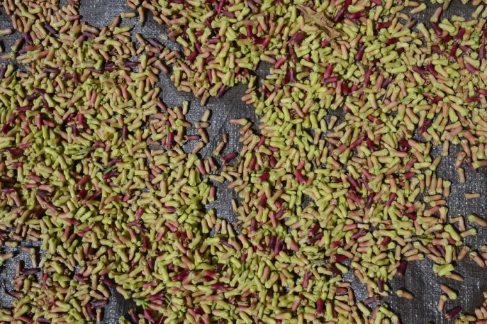 Framed Print : Freshly-harvested cloves -Syzygium aromaticum- laid out to dry, Munduk, Bali, Indonesia Framed Print : Freshly-harvested cloves -Syzygium aromaticum- laid out to dry, Munduk, Bali, Indonesia