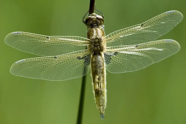 Freshly hatched Four-spotted Chaser (Libellula quadrimaculata)