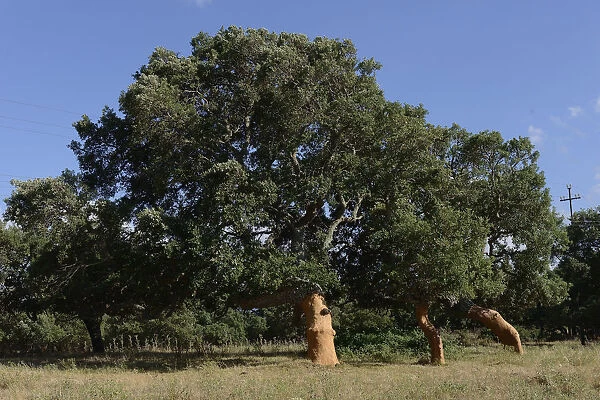 Freshly peeled Cork Oaks -Quercus suber-, Aglientu, Sardinia, Italy