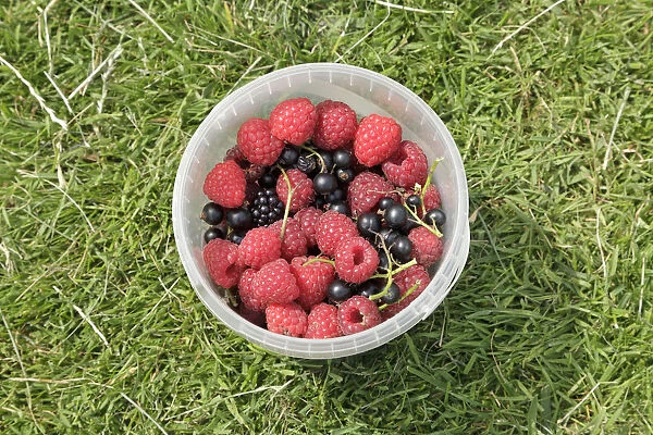 Freshly-picked berries in a small bucket