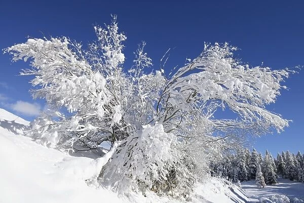 Freshly snow-covered shrub, St. Moritz, Engadine, Grisons, Switzerland, Europe